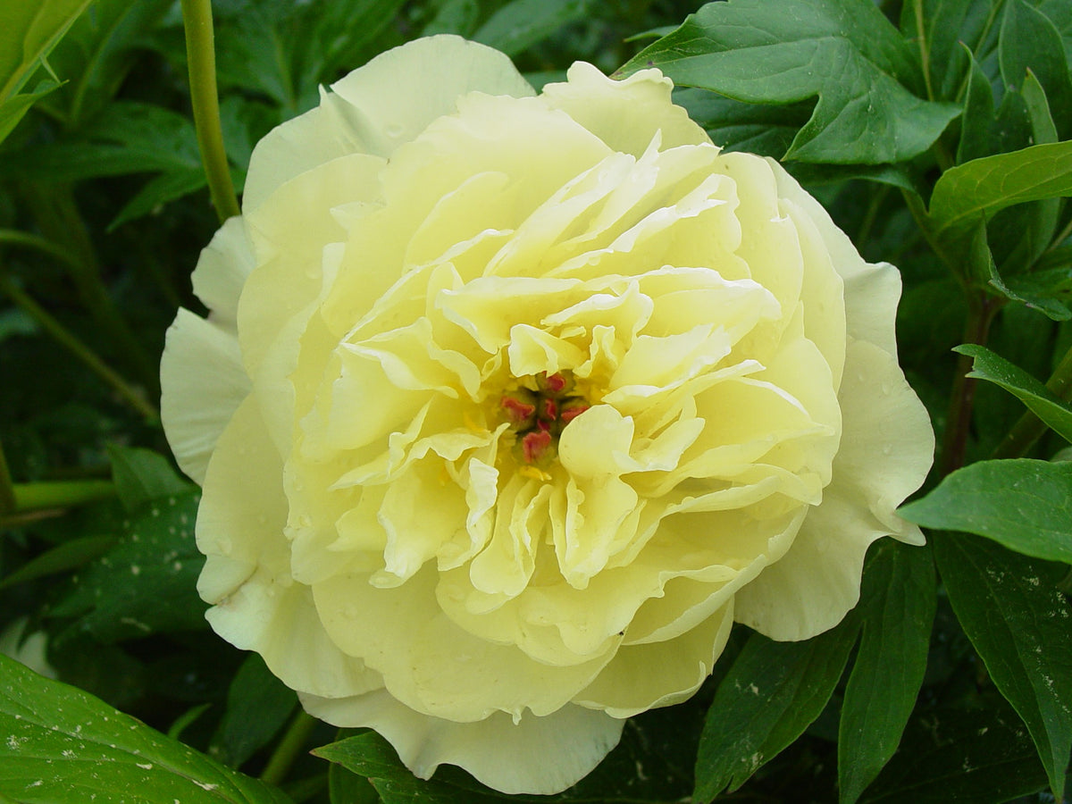 Paeonia Garden Candy® 'Amy Jo'