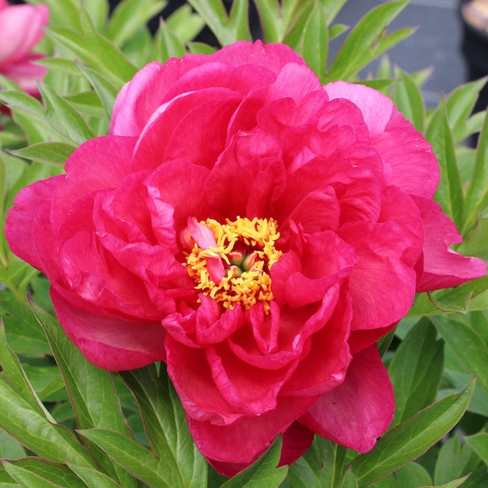 Paeonia Candy Apple™ Garden Candy® 'Smithopus10' PPAF