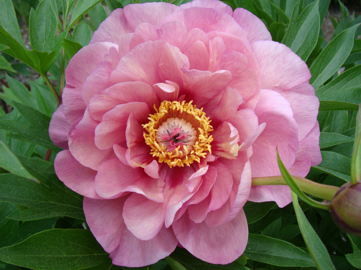 Paeonia Double Bubble Pink™ Garden Candy® 'Smithopus3' PP37005