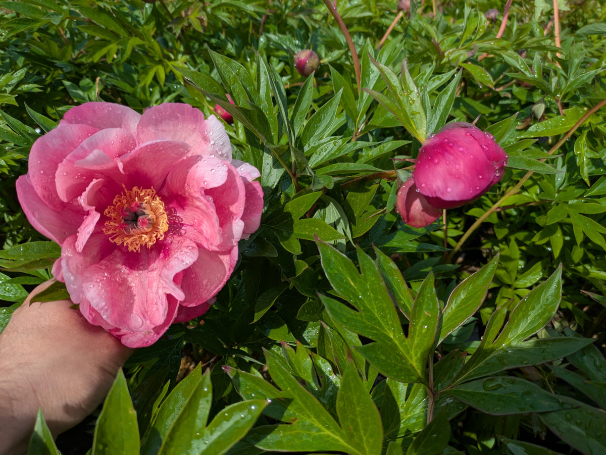 Paeonia Double Bubble Pink™ Garden Candy® 'Smithopus3' PP37005