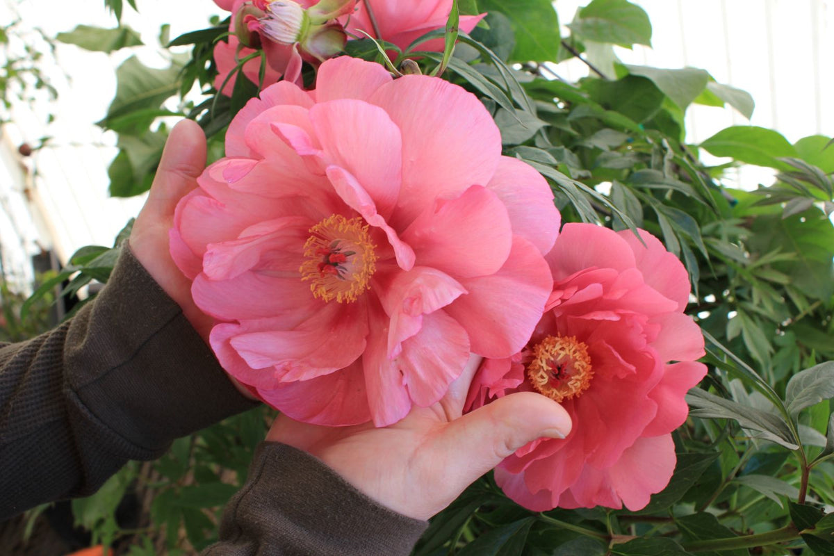 Paeonia Double Bubble Pink™ Garden Candy® 'Smithopus3' PP37005