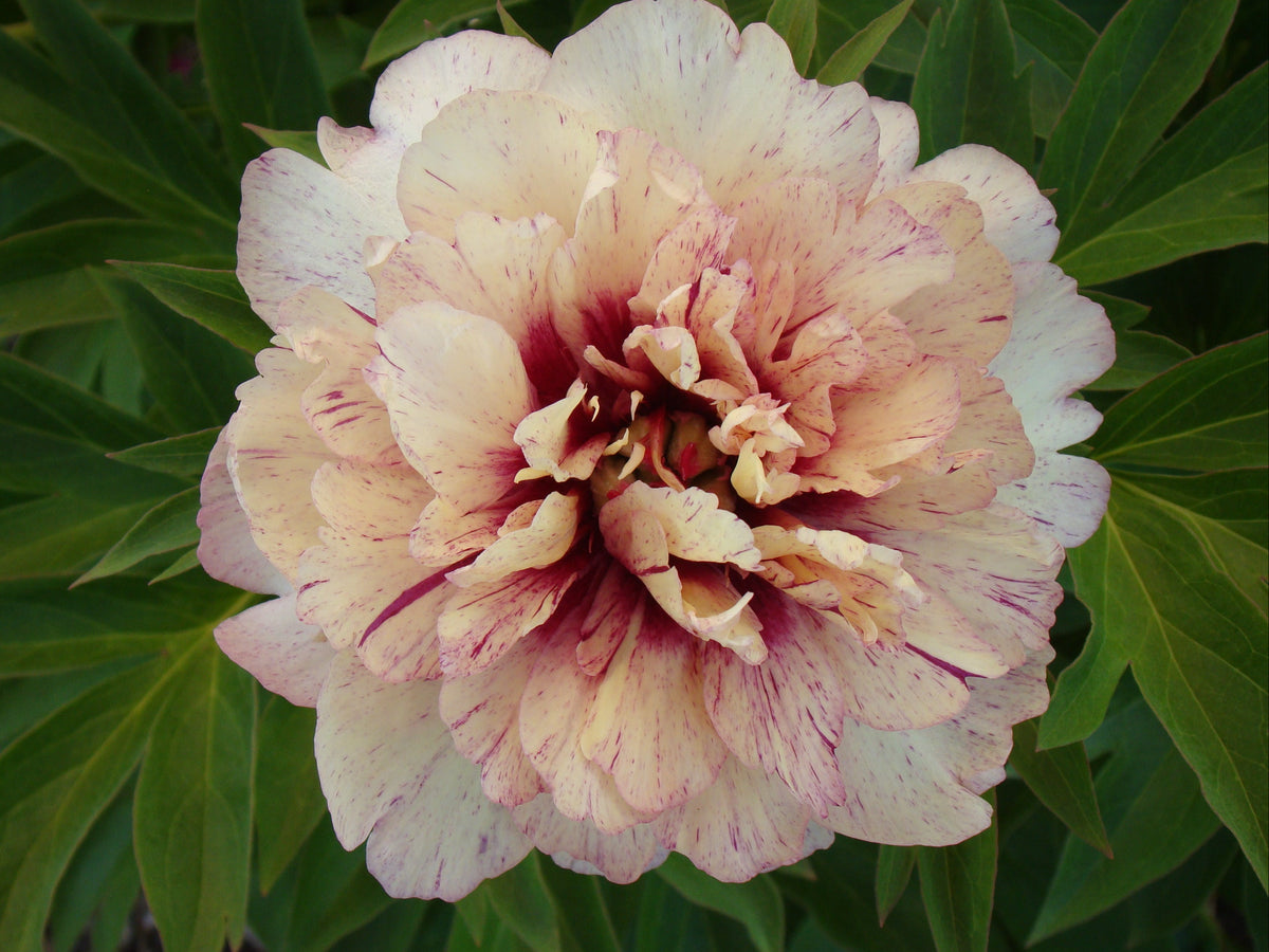 Paeonia Garden Candy® 'All that Jazz' ™