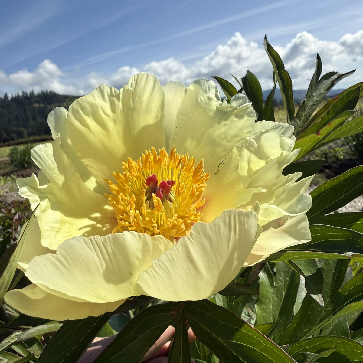 Paeonia Garden Candy® 'Amy Jo'