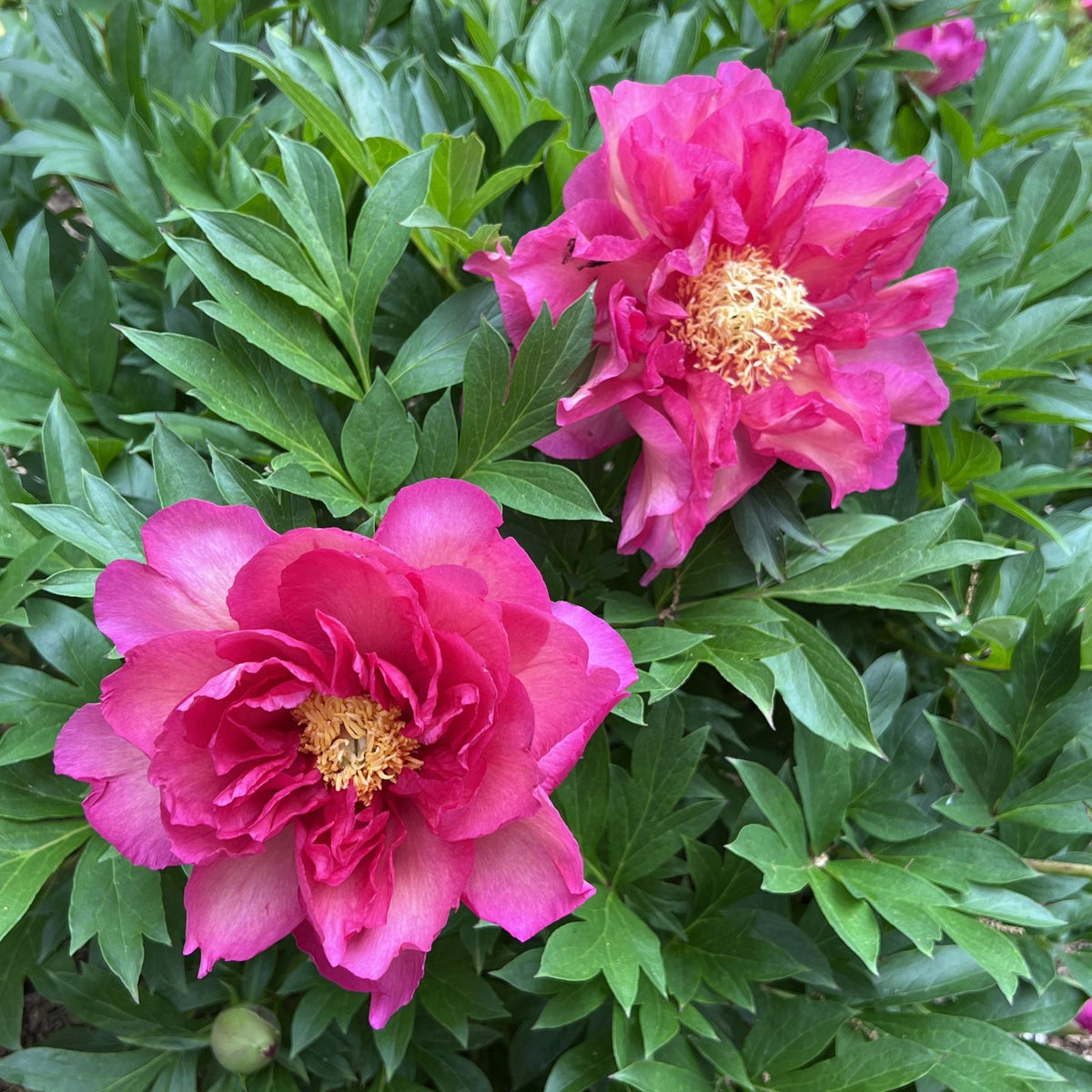 Paeonia Garden Candy® Noa Jolie™ 'Smithopus11' PPAF