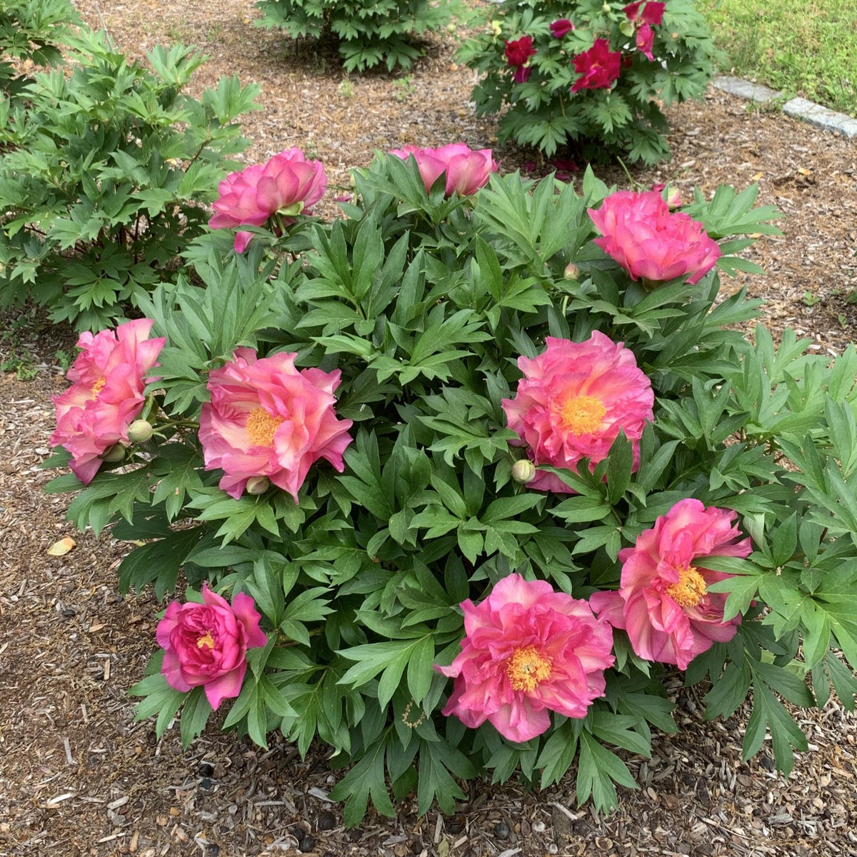 Paeonia Garden Candy® Noa Jolie™ 'Smithopus11' PPAF