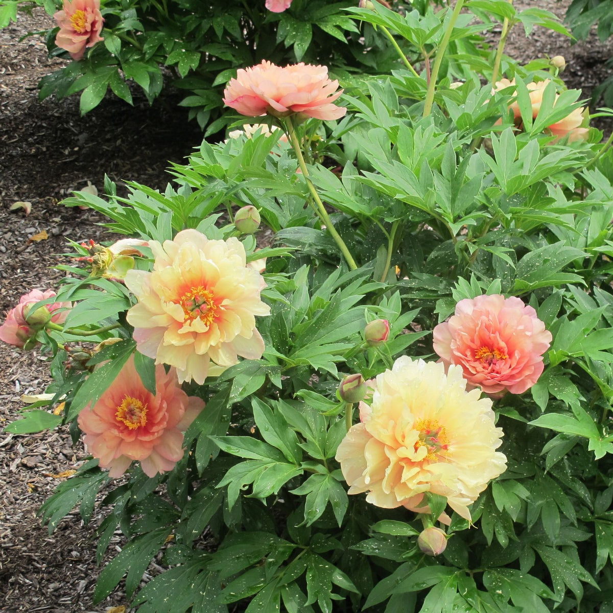 Paeonia Garden Candy® Summer Sunset™ 'Smithopus8' PP 36962