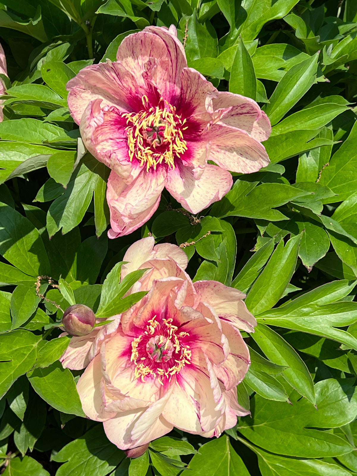 Paeonia Garden Candy® 'All that Jazz' ™