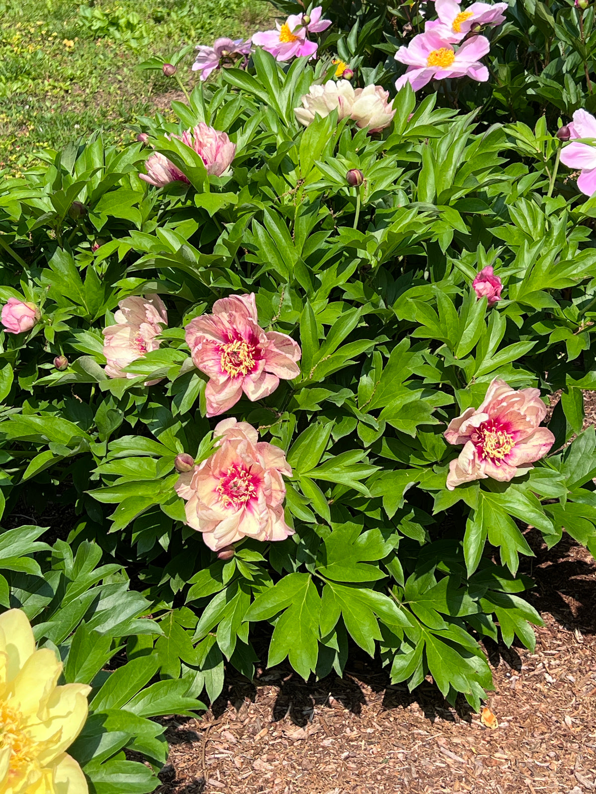 Paeonia Garden Candy® 'All that Jazz' ™